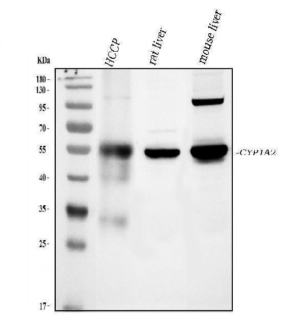 Anti-Cytochrome P450 1A2/CYP1A2 Antibody Picoband®