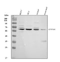 Anti-CYP1B1 Antibody Picoband®
