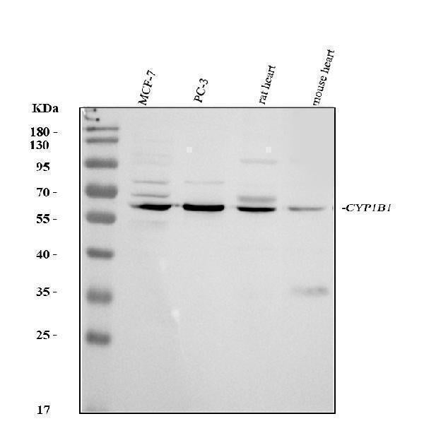Anti-CYP1B1 Antibody Picoband®