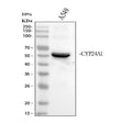 Anti-CYP24A1 Antibody Picoband®