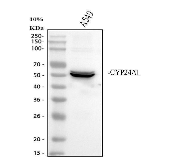 Anti-CYP24A1 Antibody Picoband®