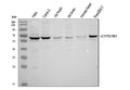 Anti-CYP27B1 Antibody Picoband®
