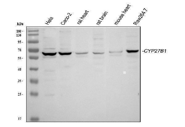 Anti-CYP27B1 Antibody Picoband®