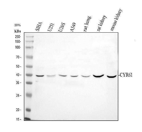 Anti-CCN1/CYR61 Antibody Picoband®