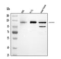 Anti-Daxx Antibody Picoband®