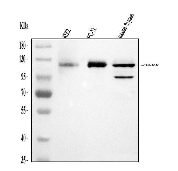 Anti-Daxx Antibody Picoband®