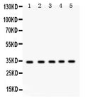 Anti-EBAG9 Antibody Picoband®