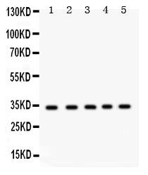 Anti-EBAG9 Antibody Picoband®