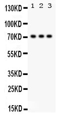 Anti-SP2 transcription factor Antibody Picoband®