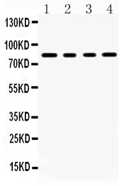 Anti-Transcription factor Sp4 Antibody Picoband®