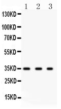 Anti-SPARC Antibody Picoband®