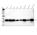 Anti-Stathmin 1/STMN1 Antibody Picoband®