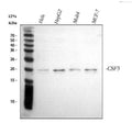 Anti-G-CSF/CSF3 Antibody Picoband®