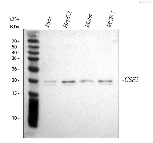 Anti-G-CSF/CSF3 Antibody Picoband®
