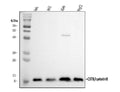 Anti-Stefin B/CSTB Antibody Picoband®