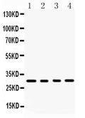 Anti-BAFF/TNFSF13B Antibody Picoband®