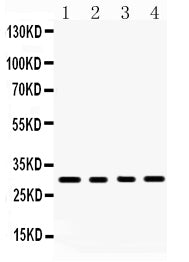 Anti-BAFF/TNFSF13B Antibody Picoband®
