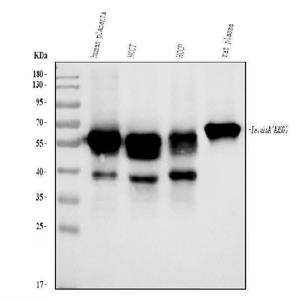 Anti-AHSG Antibody Picoband®