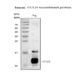 Anti-Eotaxin/CCL11 Antibody Picoband®
