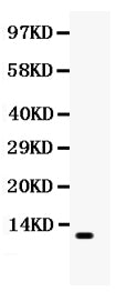 Anti-MCP1/CCL2 Antibody Picoband®