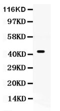 Anti-Cdc37 Antibody Picoband®