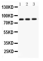 Anti-Apolipoprotein J/CLU Antibody Picoband®