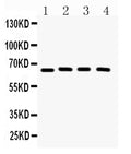 Anti-CRY2 Antibody Picoband®