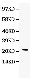 Anti-G-CSF/CSF3 Antibody Picoband®