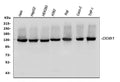 Anti-DDB1 Antibody Picoband®