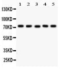 Anti-EED Antibody Picoband®