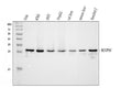 Anti-integrin beta 4 binding protein/EIF6 Antibody Picoband®