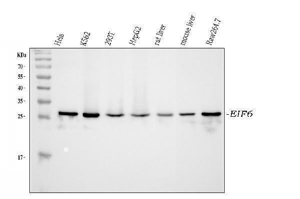 Anti-integrin beta 4 binding protein/EIF6 Antibody Picoband®