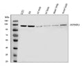 Anti-Eph receptor B1/EPHB1 Antibody Picoband®