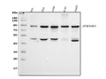 Anti-EWSR1 Antibody Picoband®