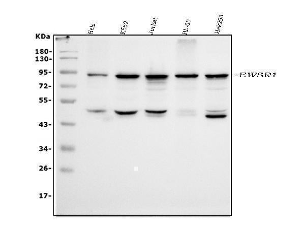 Anti-EWSR1 Antibody Picoband®