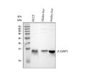 Anti-liver FABP/FABP1 Antibody Picoband®