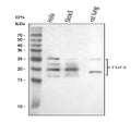 Anti-FGF2 Antibody Picoband®