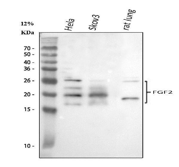 Anti-FGF2 Antibody Picoband®