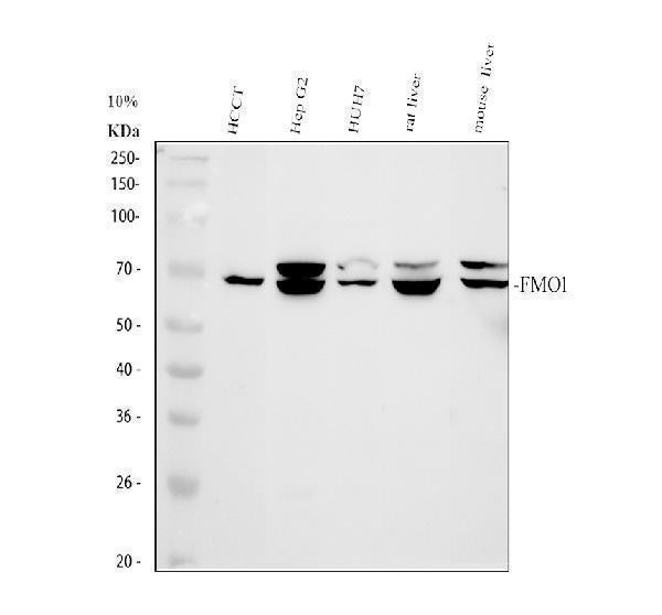 Anti-FMO1 Antibody Picoband®