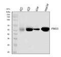 Anti-FMO3 Antibody Picoband®