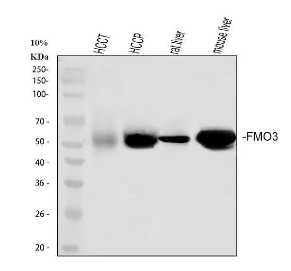 Anti-FMO3 Antibody Picoband®