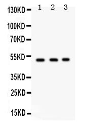 Anti-Galactoside 2-alpha-L-fucosyltransferase 1/FUT1 Antibody Picoband®