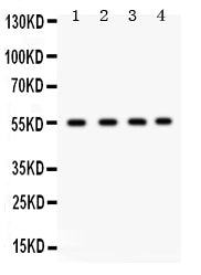 Anti-GJA3 Antibody Picoband®