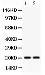 Anti-HSPB2 Antibody Picoband®