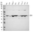 Anti-Isocitrate dehydrogenase/IDH1 Antibody Picoband®