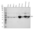 Anti-IDH2 Antibody Picoband®
