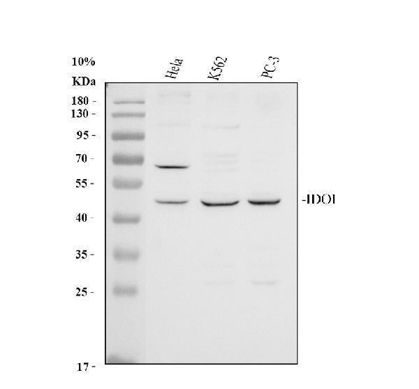 Anti-Indoleamine 2, 3-dioxygenase/IDO1 Antibody Picoband®