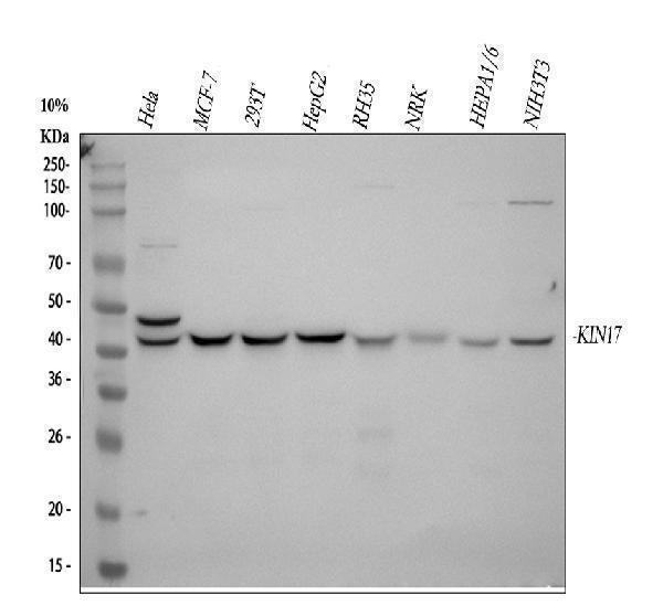Anti-KIN Antibody Picoband®