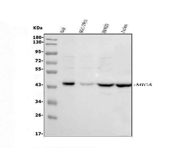 Anti-MICA Antibody Picoband®