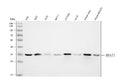 Anti-MNAT1 Antibody Picoband®
